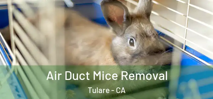 Air Duct Mice Removal Tulare - CA